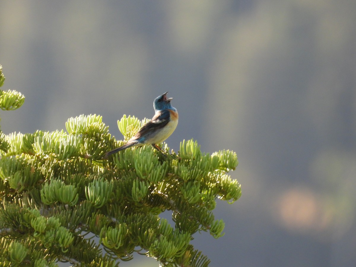 Lazuli Bunting - ML638373059