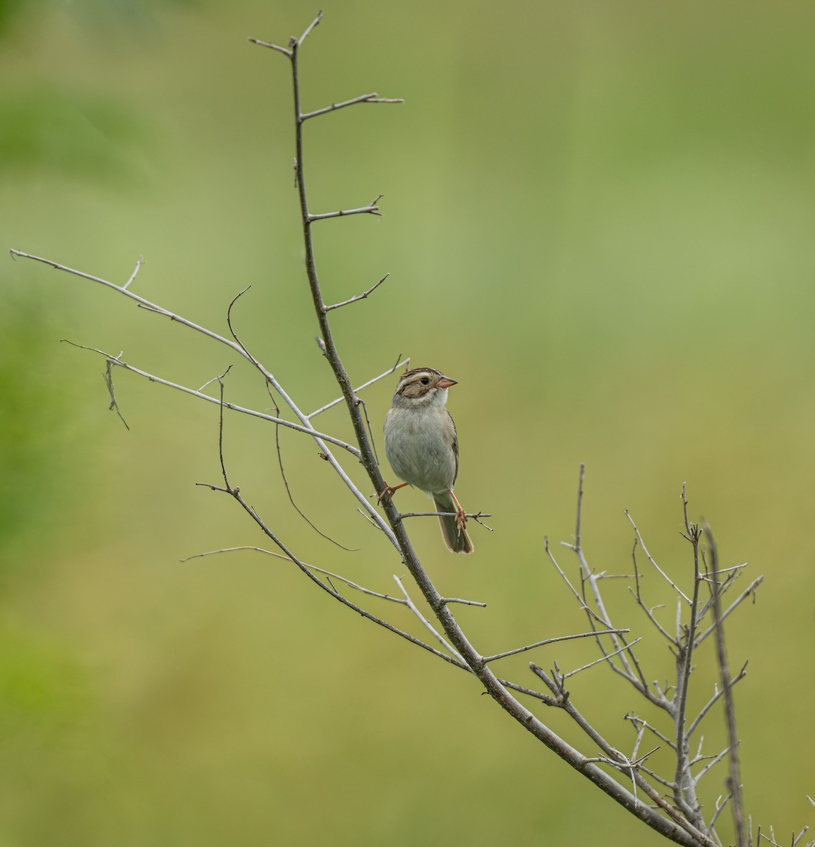 Clay-colored Sparrow - ML638373068