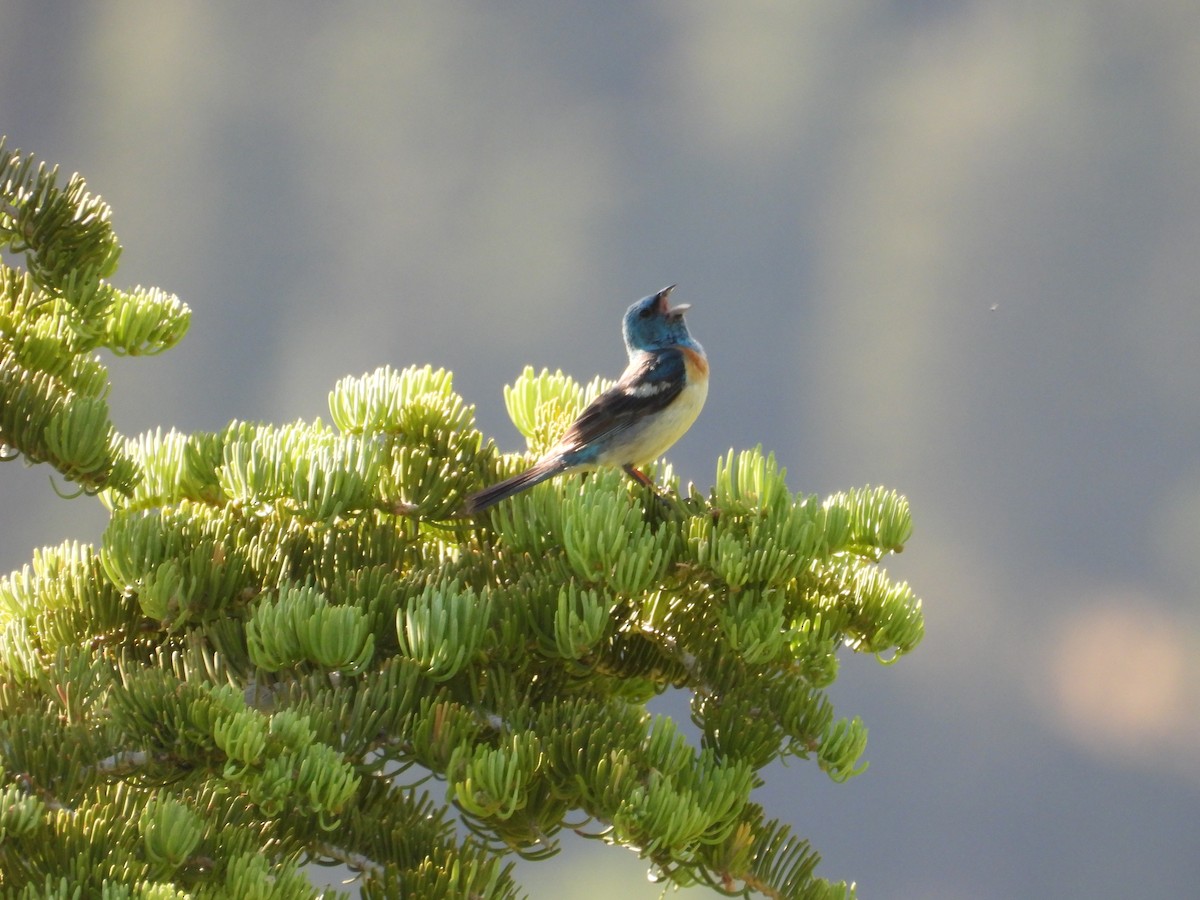 Lazuli Bunting - ML638373077