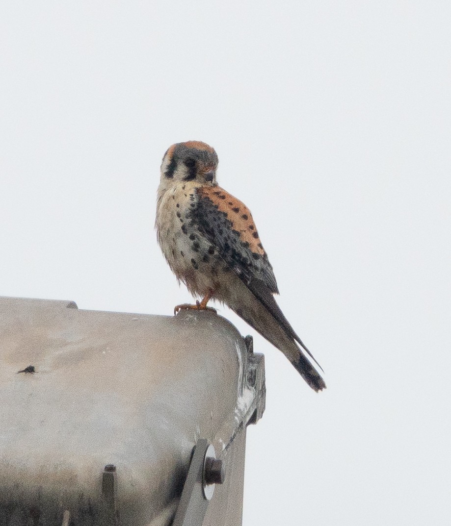 American Kestrel - ML638373085