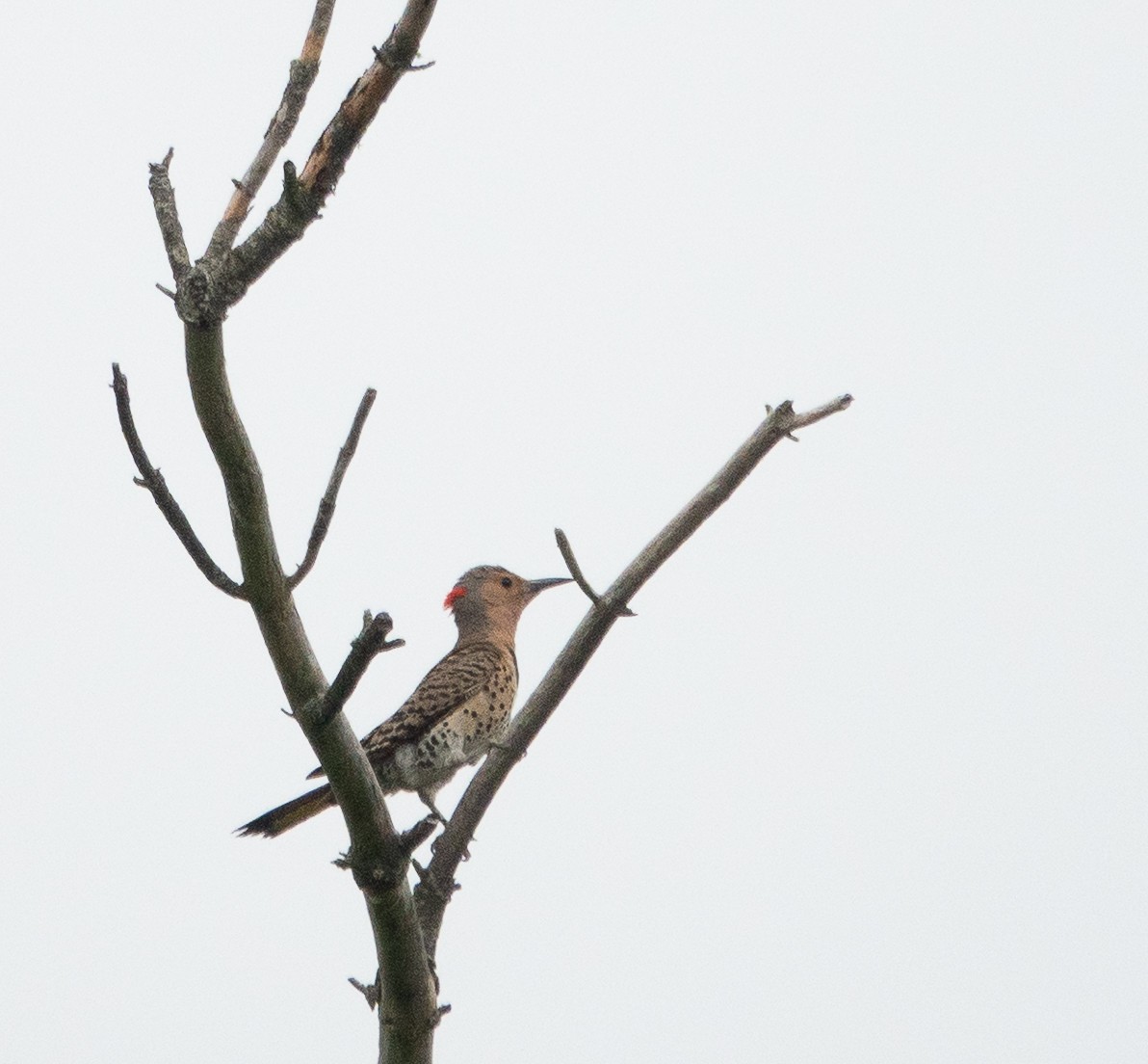 Northern Flicker - ML638373088