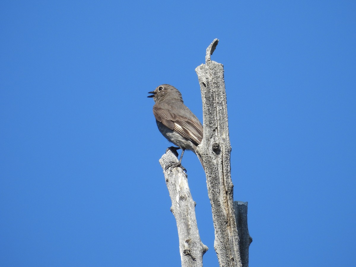Townsend's Solitaire - ML638373097