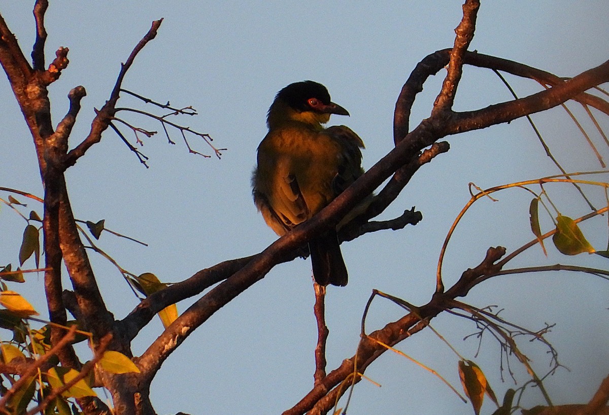 Australasian Figbird - ML638373098