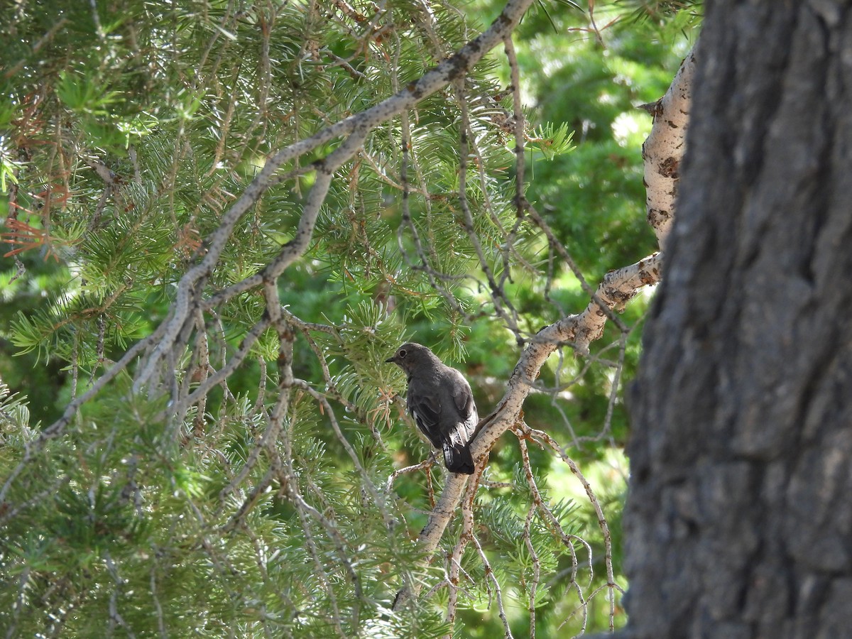 Townsend's Solitaire - ML638373099