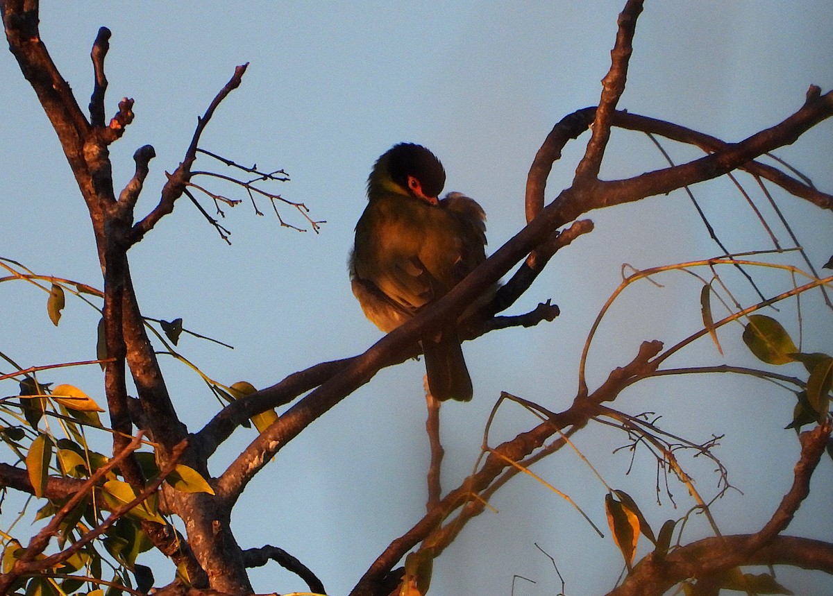 Australasian Figbird - ML638373100