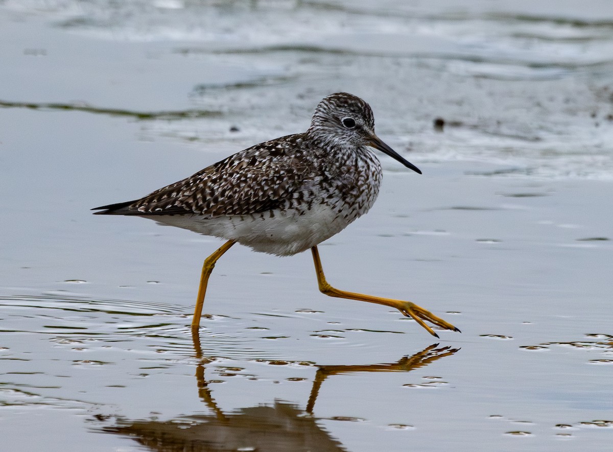 Lesser Yellowlegs - ML638373113