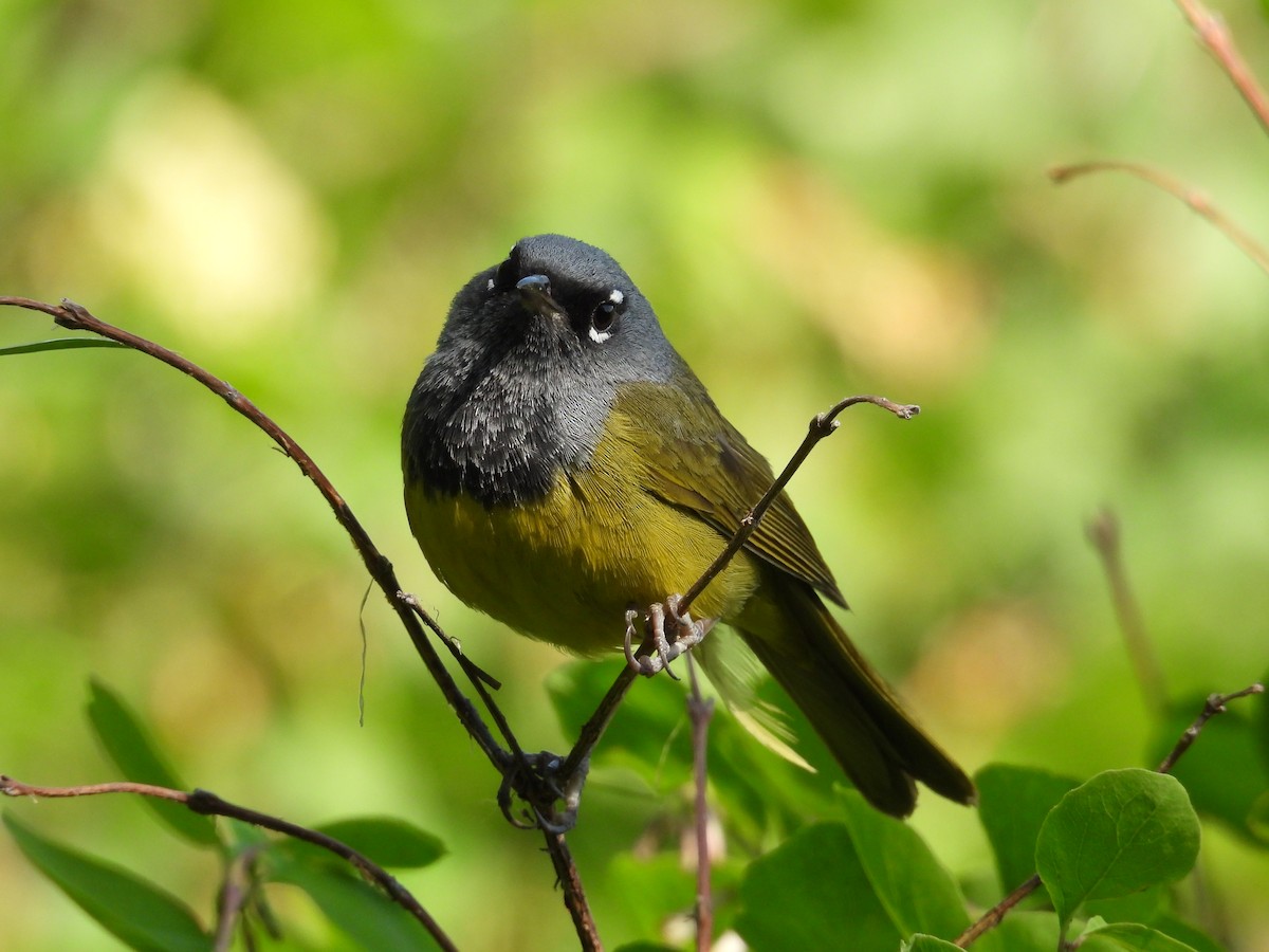 MacGillivray's Warbler - ML638373127