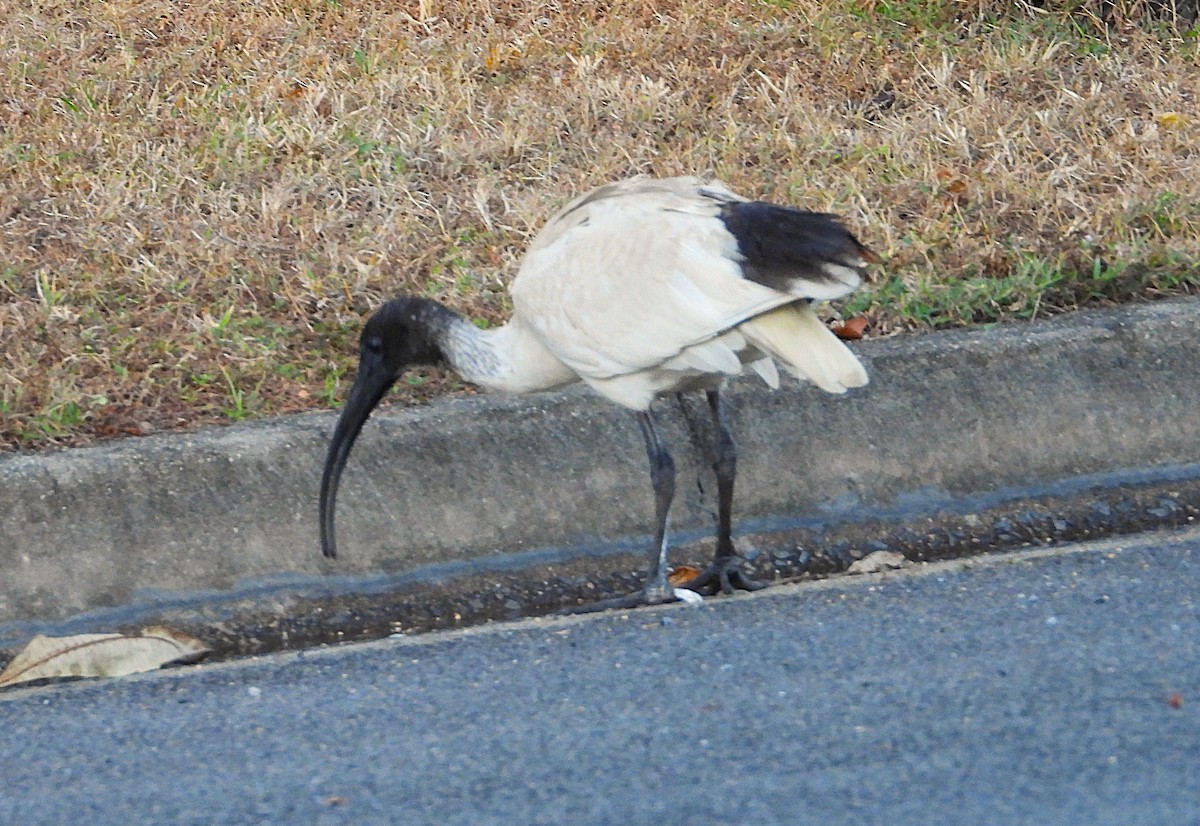 Australian Ibis - ML638373129