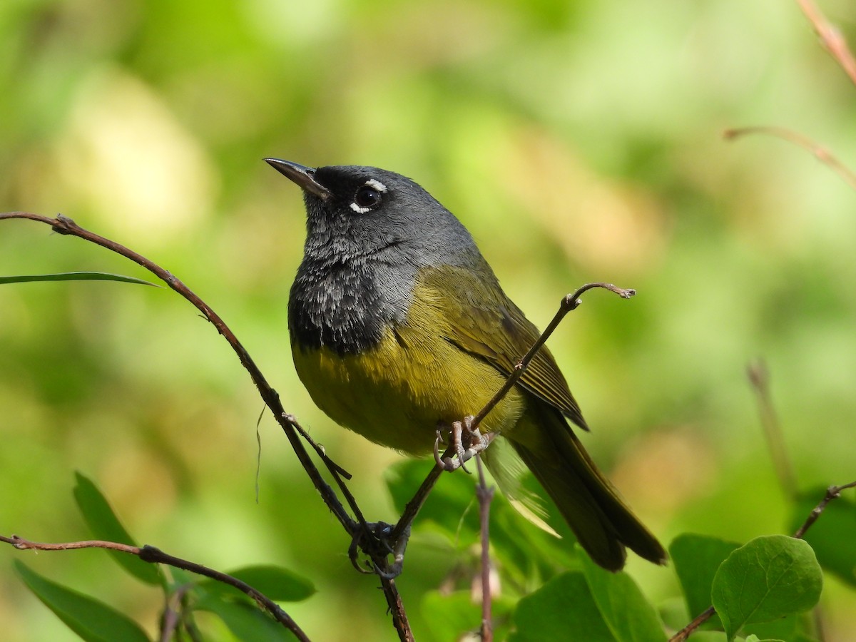 MacGillivray's Warbler - ML638373131