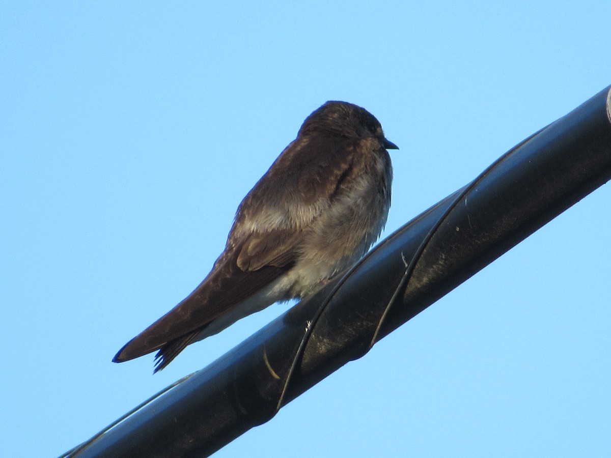 Northern Rough-winged Swallow - ML638373132