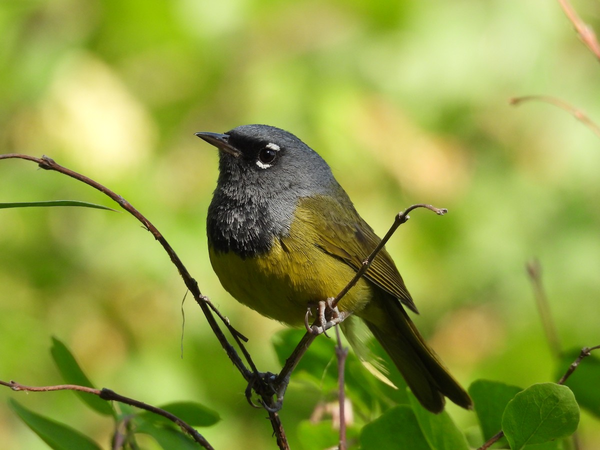 MacGillivray's Warbler - ML638373134