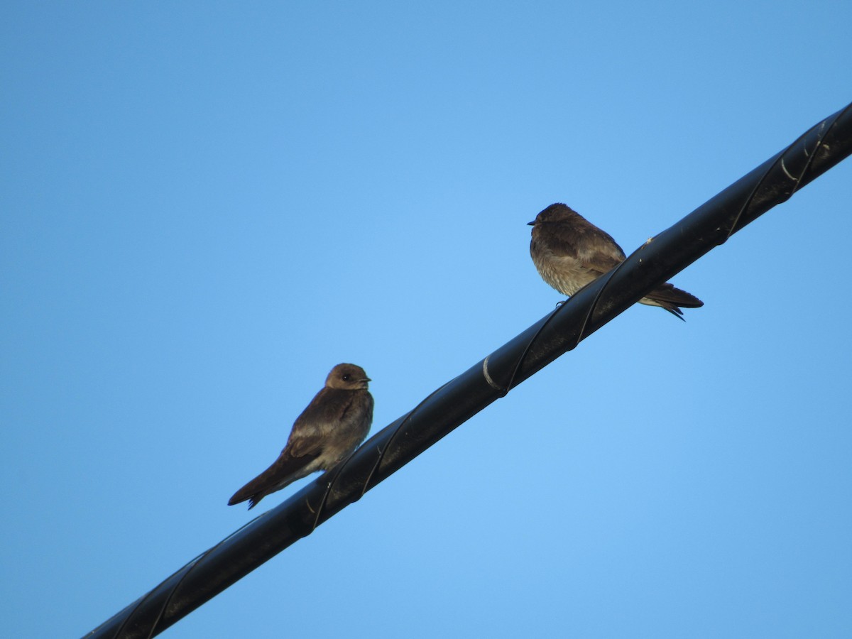 Northern Rough-winged Swallow - ML638373136