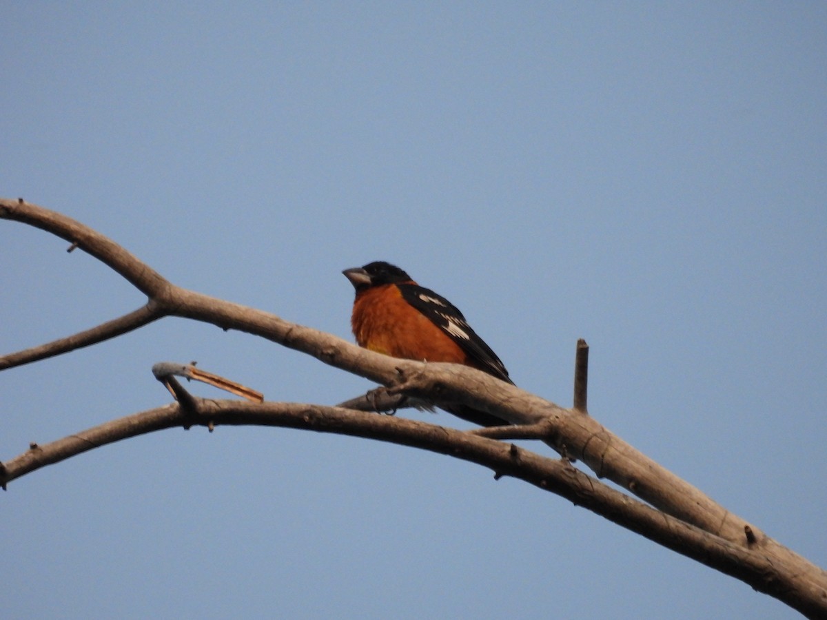 Black-headed Grosbeak - ML638373139
