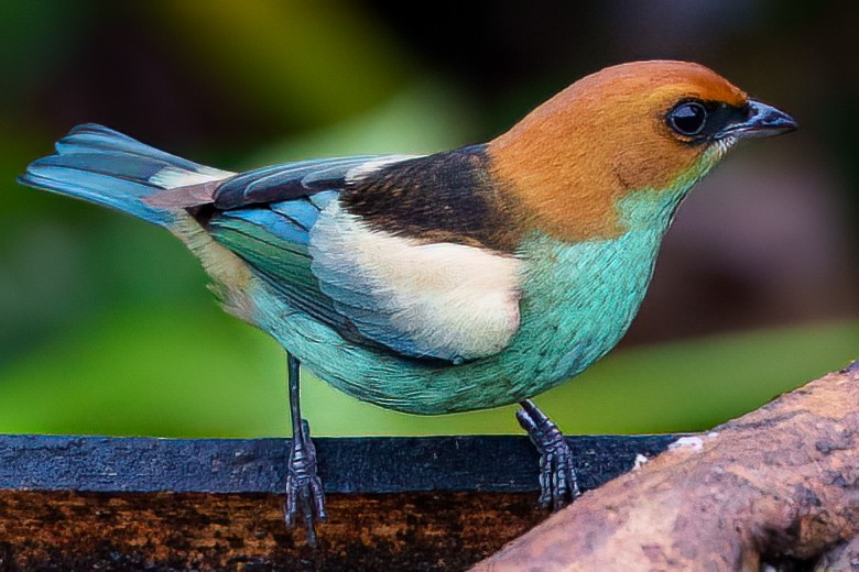 Black-backed Tanager - ML638373151