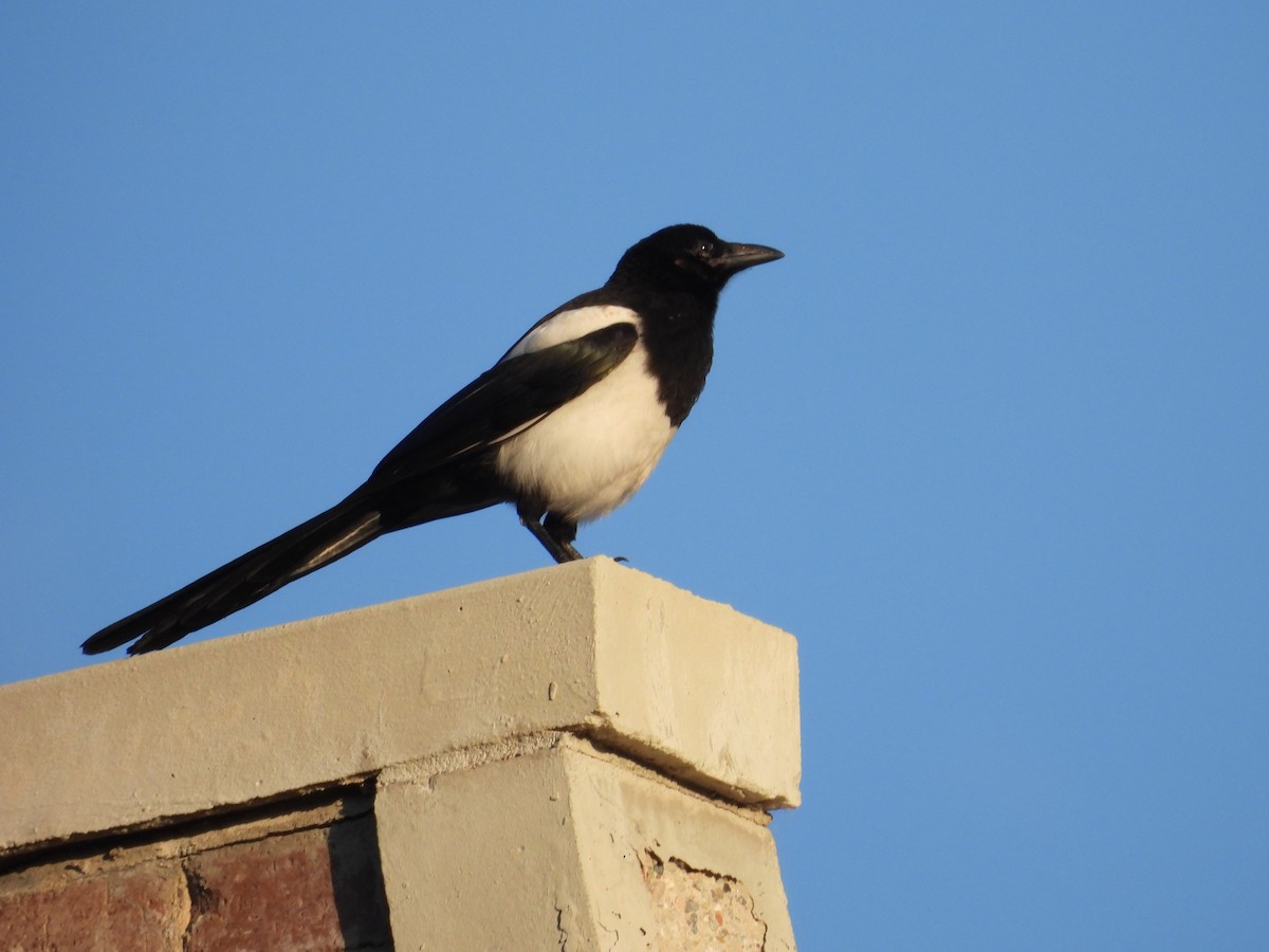 Black-billed Magpie - ML638373154