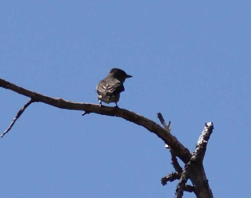 Olive-sided Flycatcher - ML638373155