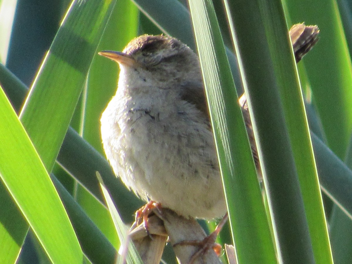 Marsh Wren - ML638373176