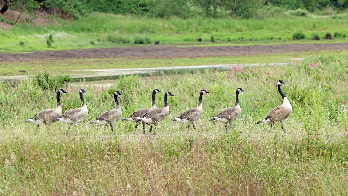 Canada Goose - ML638373178
