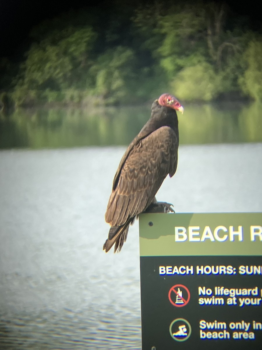 Turkey Vulture - ML638373181