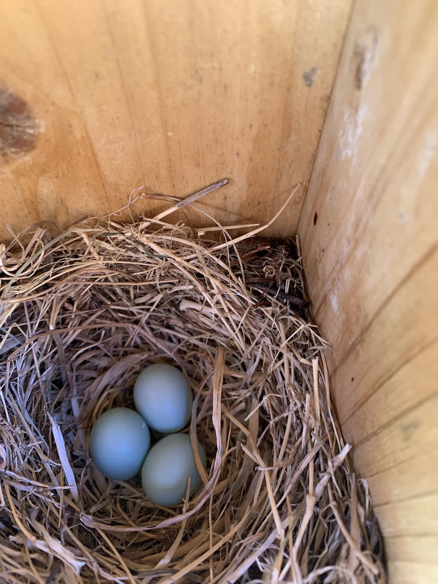 Western Bluebird - ML638373203