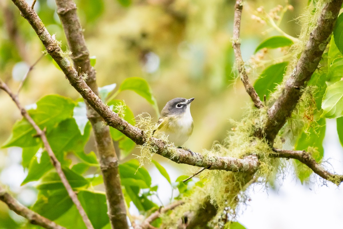 Blue-headed Vireo - ML638373207