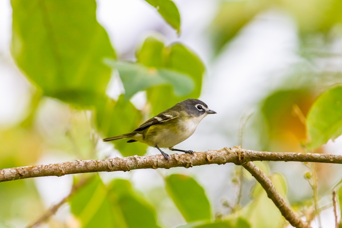 Blue-headed Vireo - ML638373210