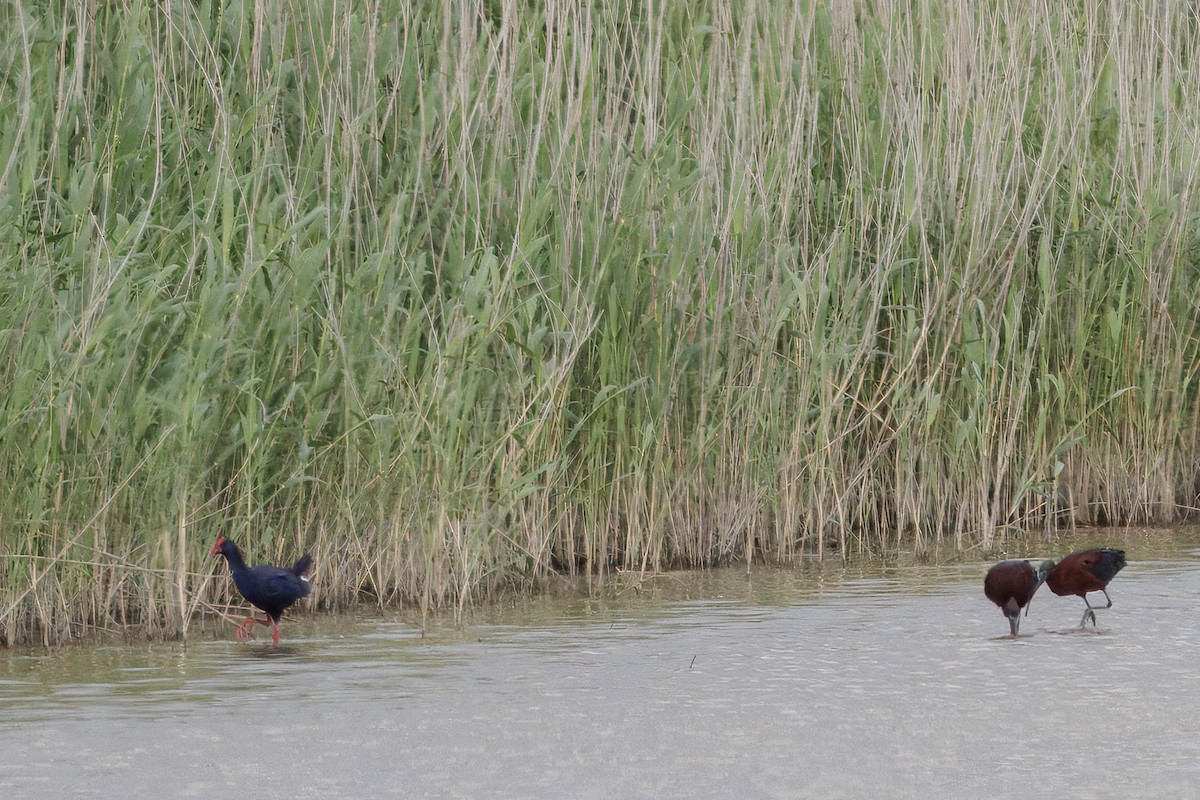 Western Swamphen - ML638373216