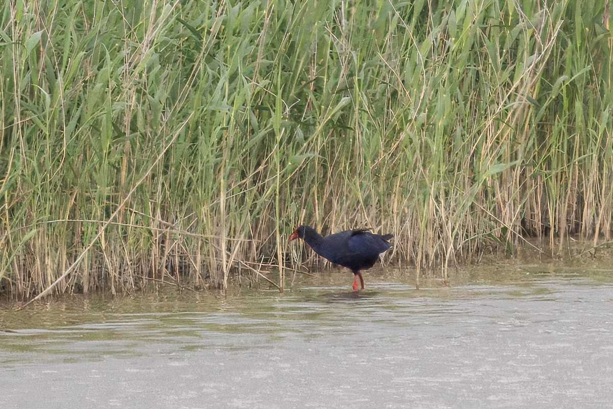 Western Swamphen - ML638373217