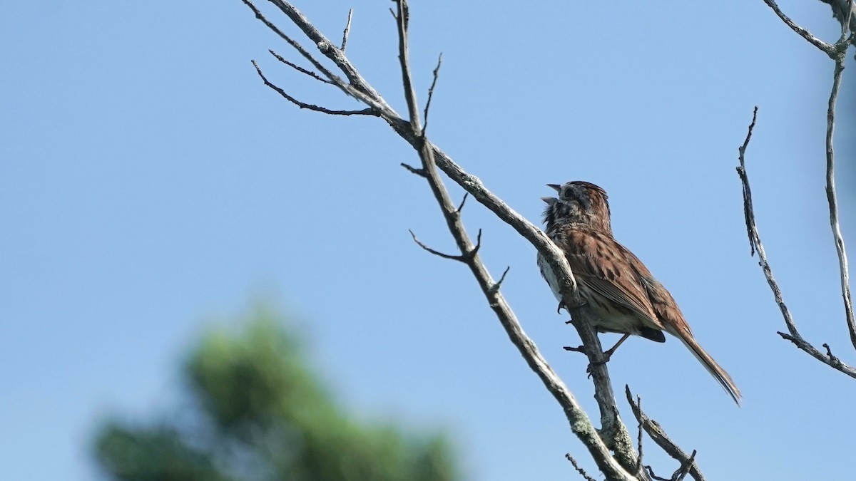 Song Sparrow - ML638373224