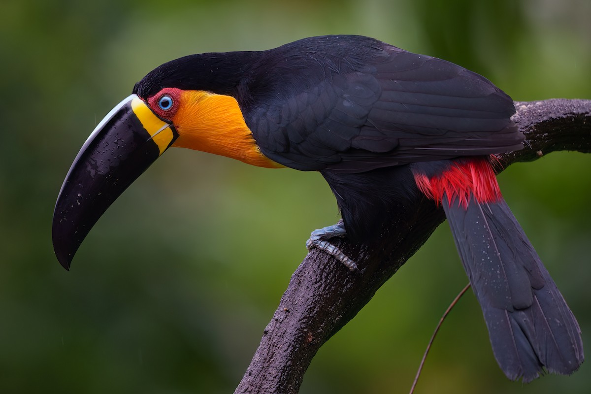 Channel-billed Toucan - ML638373225
