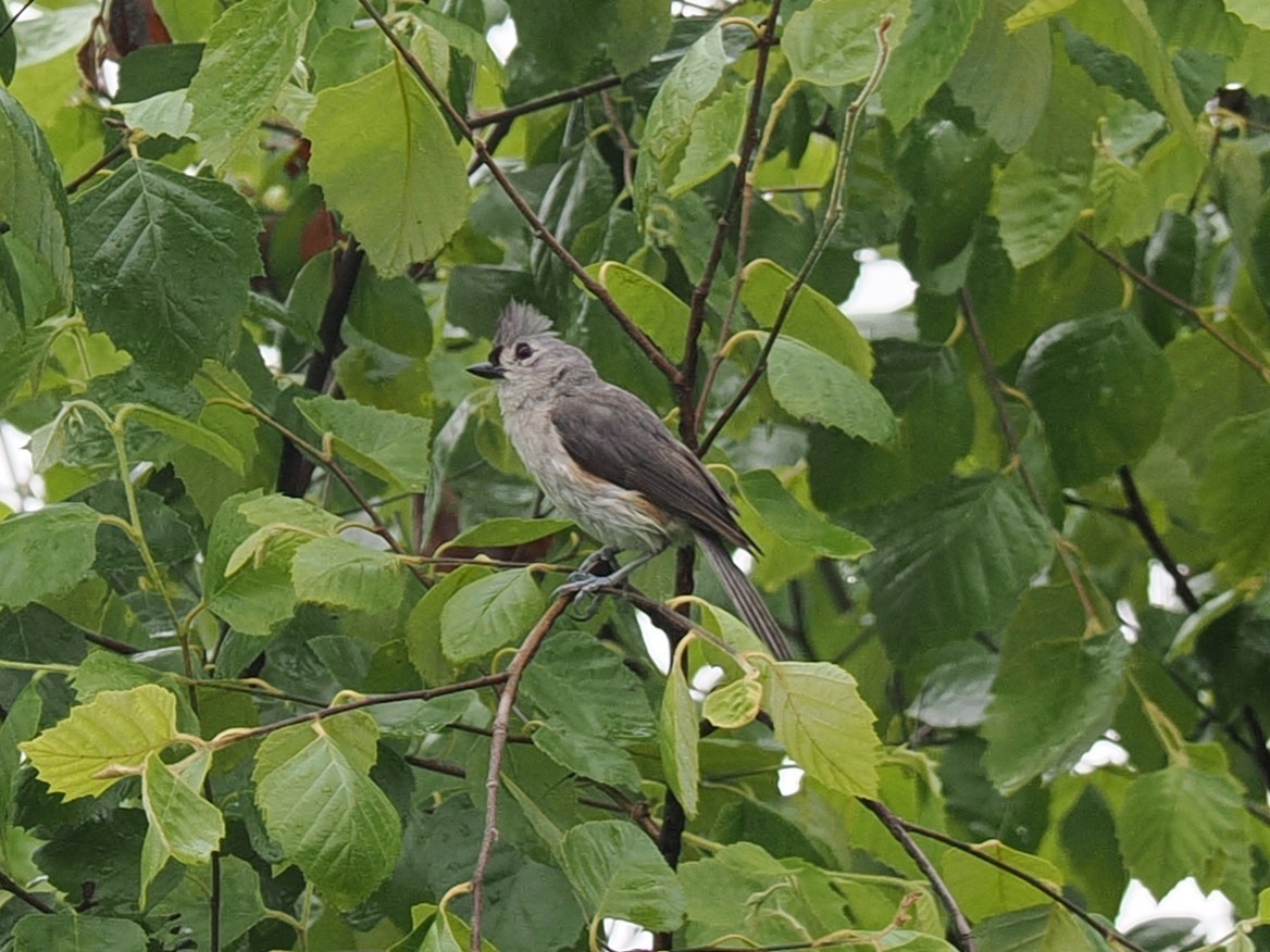 Tufted Titmouse - ML638373232