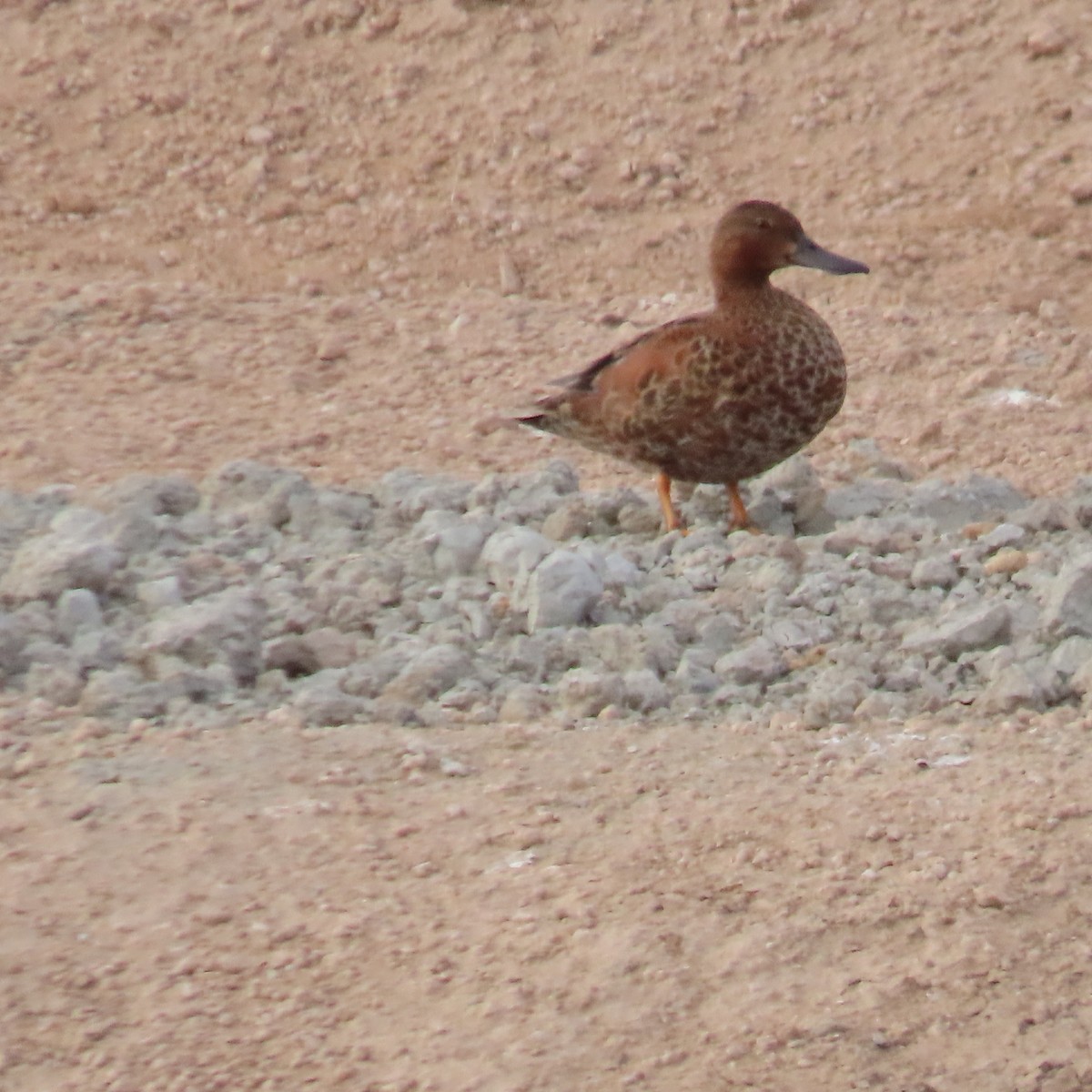 Cinnamon Teal - ML638373237