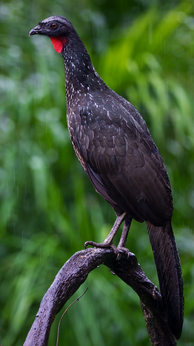 Dusky-legged Guan - ML638373240