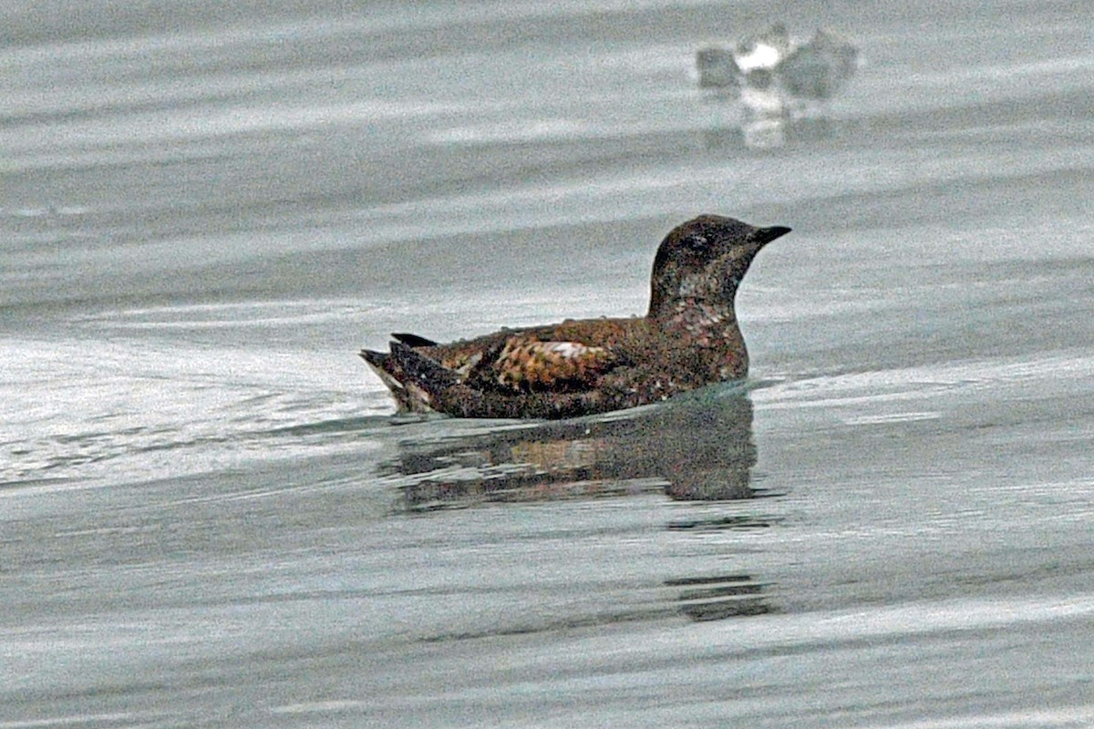 Marbled Murrelet - ML638373256