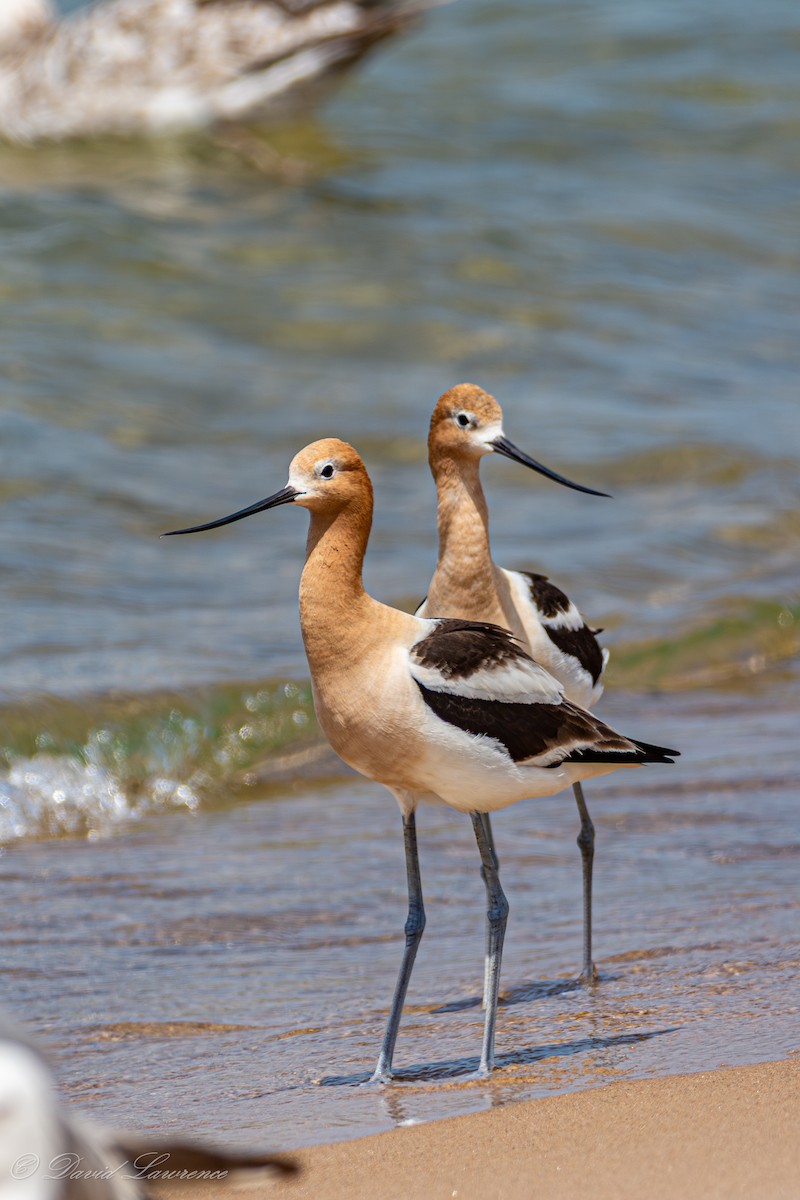 American Avocet - ML638373260