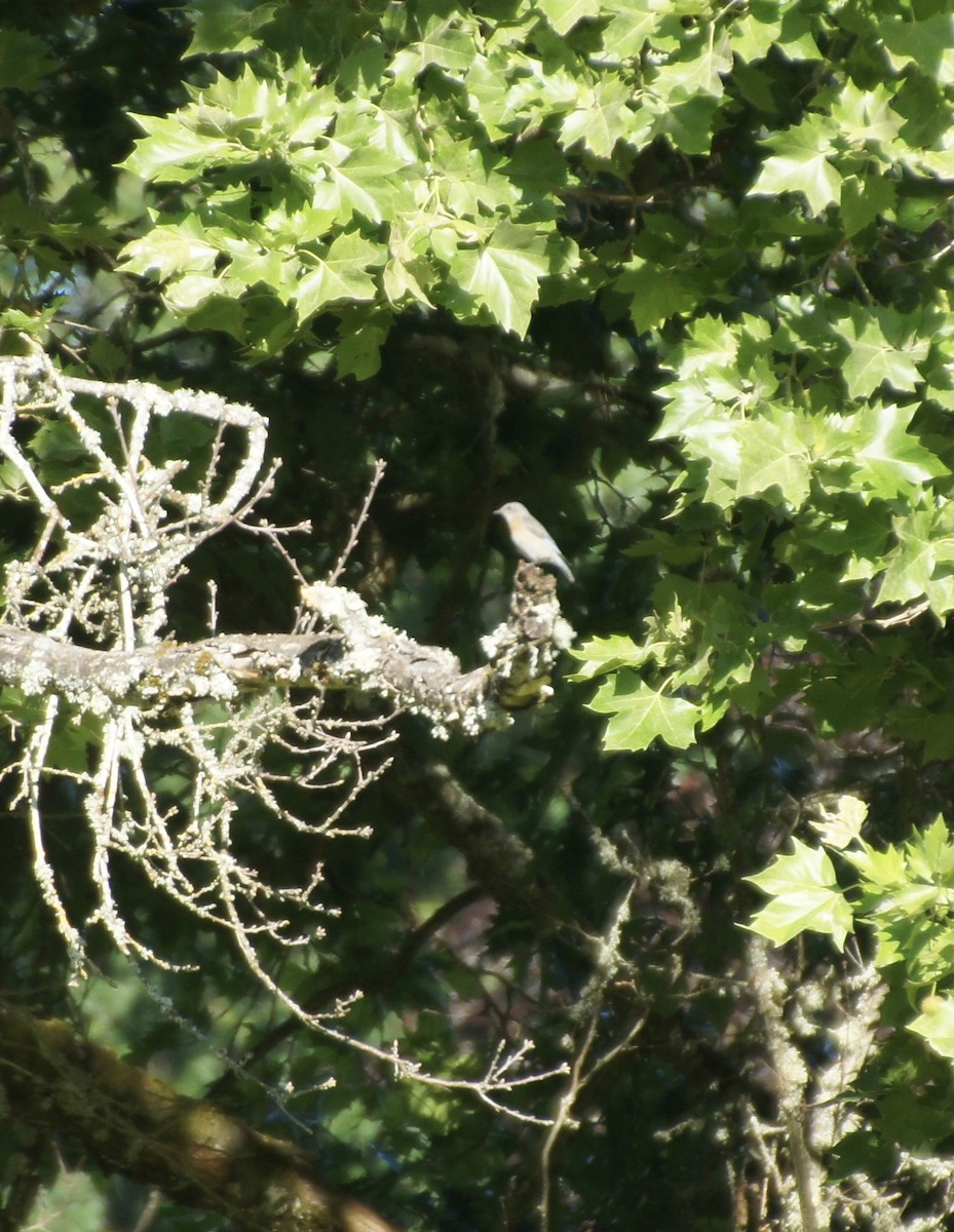 Western Bluebird - ML638373264