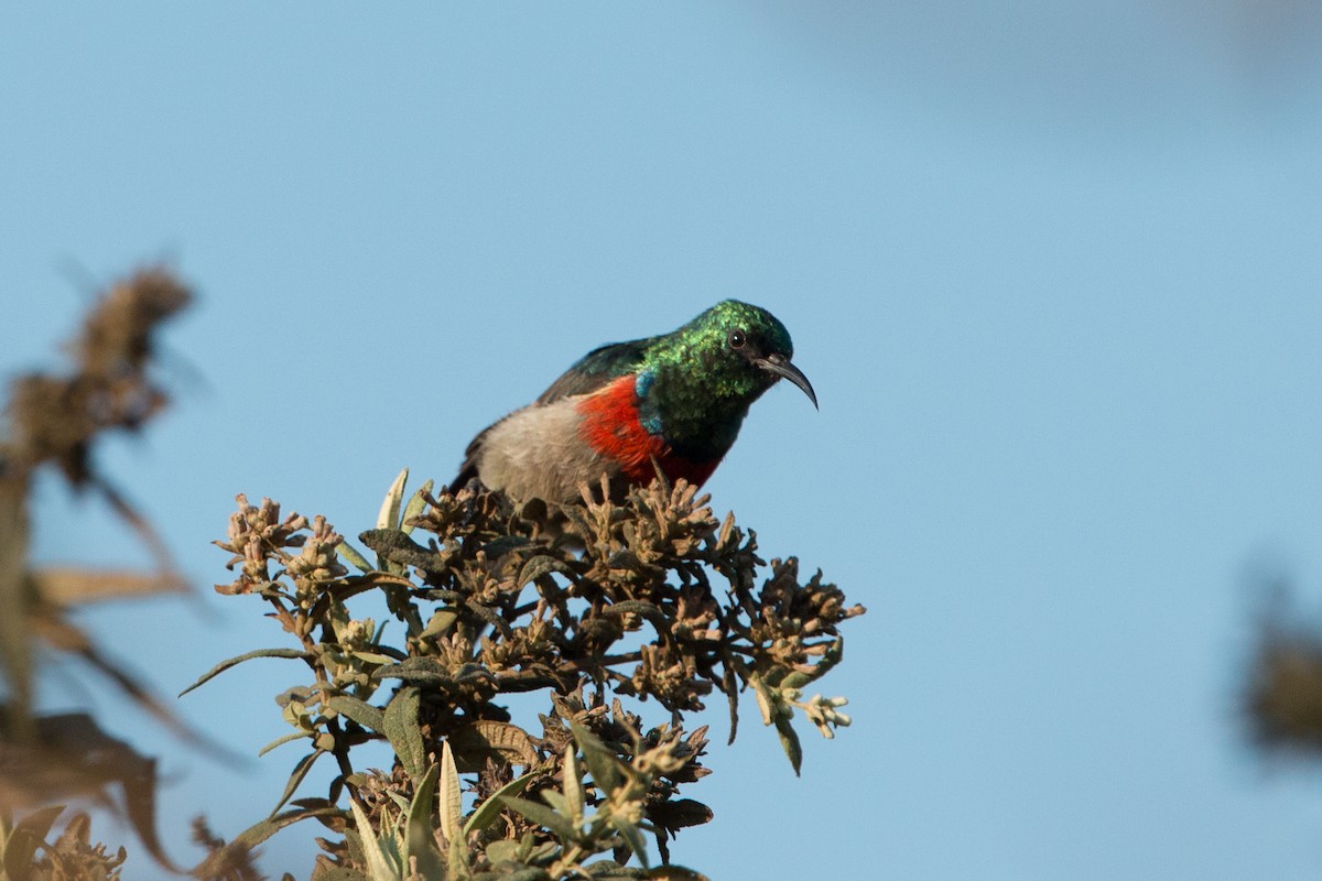 Montane Double-collared Sunbird - ML638373275