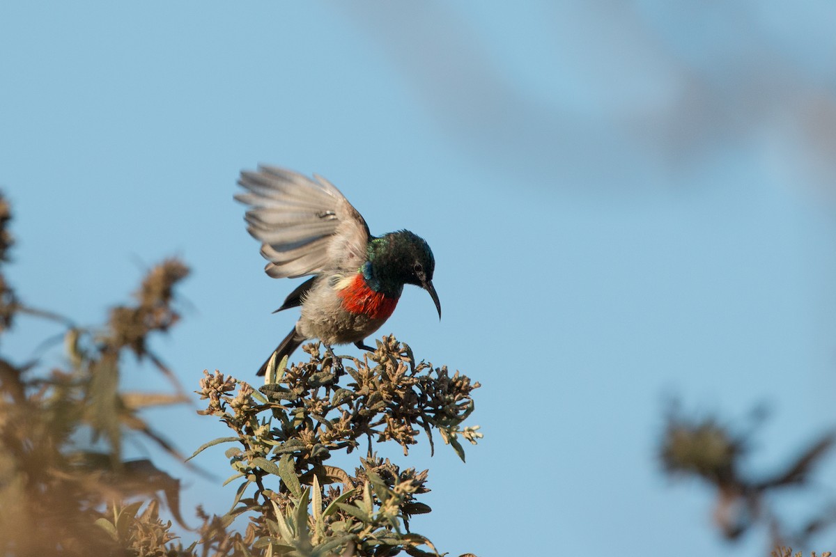 Montane Double-collared Sunbird - ML638373276