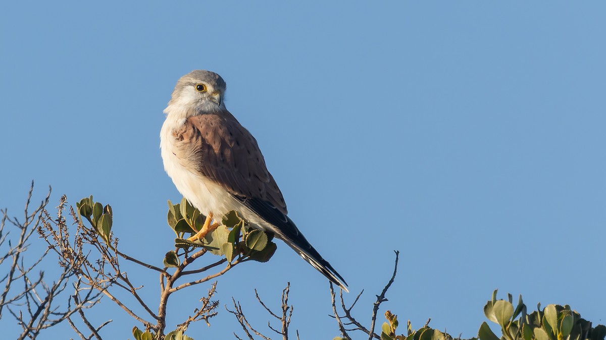 Nankeen Kestrel - ML638373290