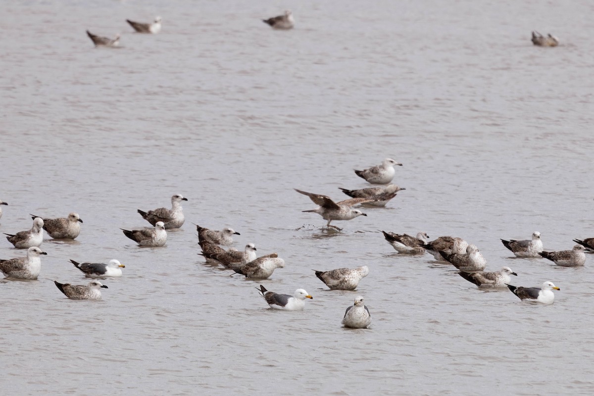Lesser Black-backed Gull - ML638373293