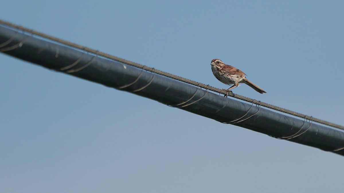 Song Sparrow - ML638373305