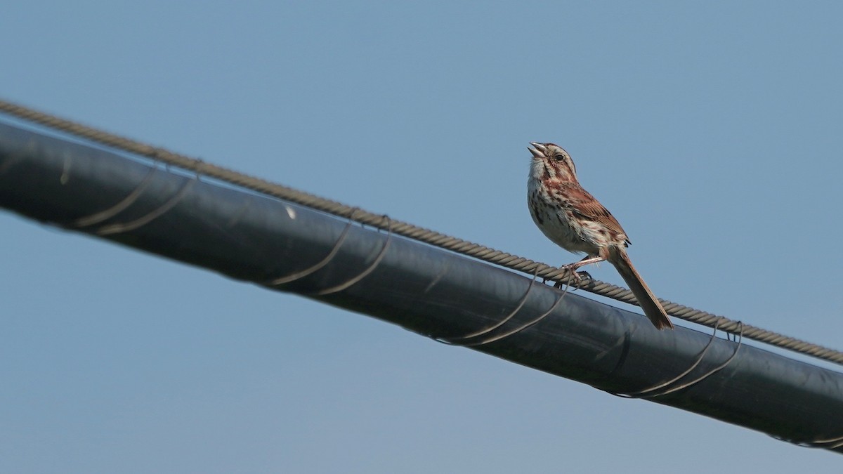 Song Sparrow - ML638373309