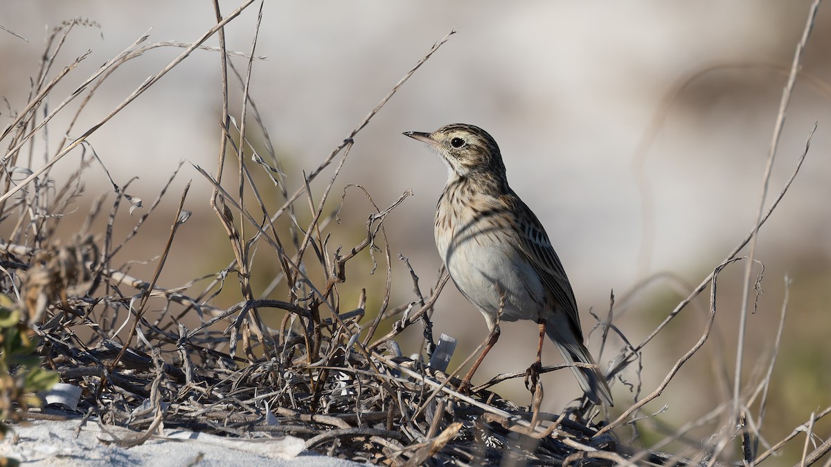 Australian Pipit - ML638373321