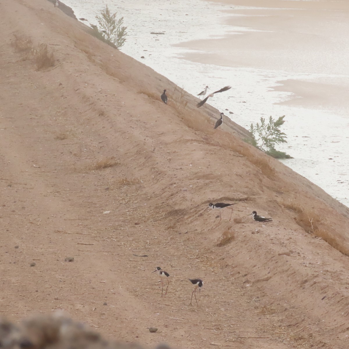 Black-necked Stilt - ML638373324