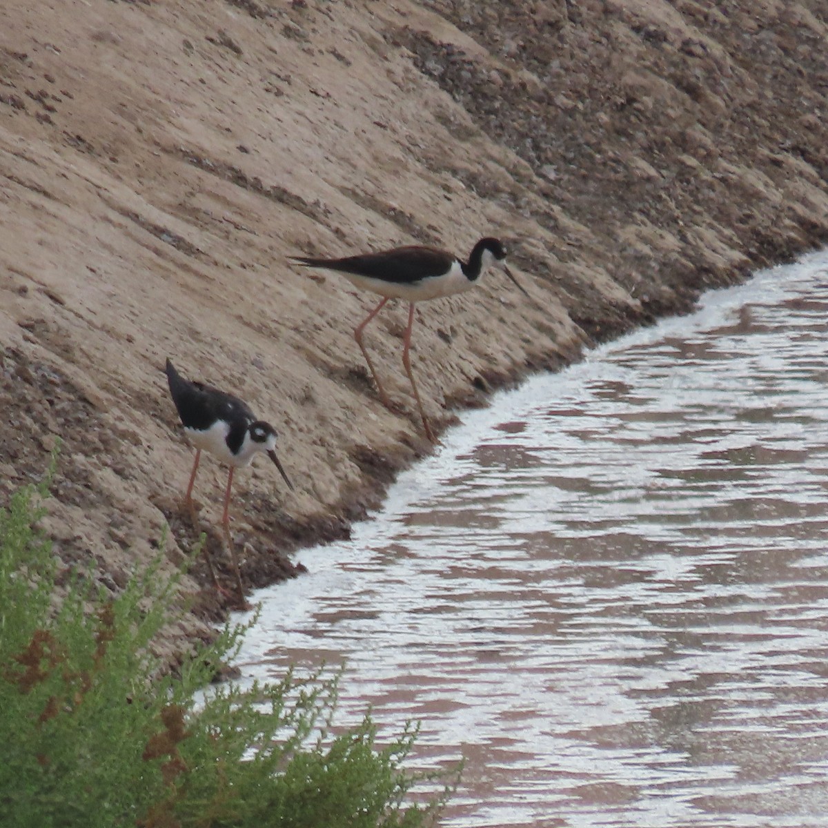 Black-necked Stilt - ML638373326