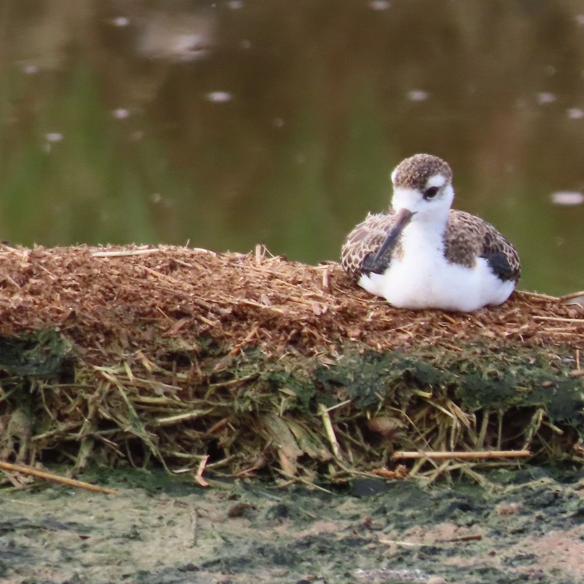 Black-necked Stilt - ML638373327