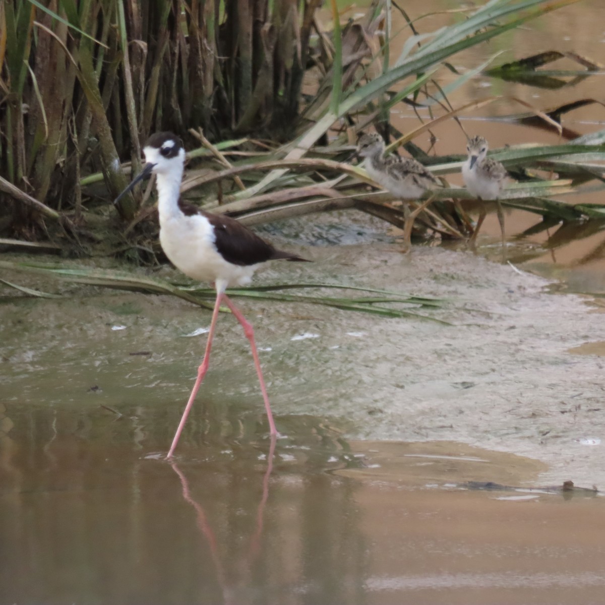 Black-necked Stilt - ML638373328