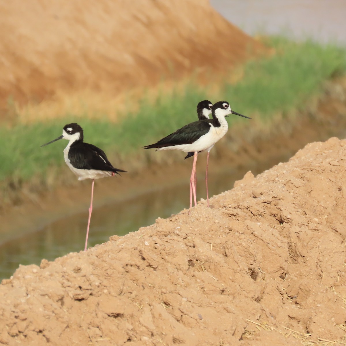 Black-necked Stilt - ML638373329
