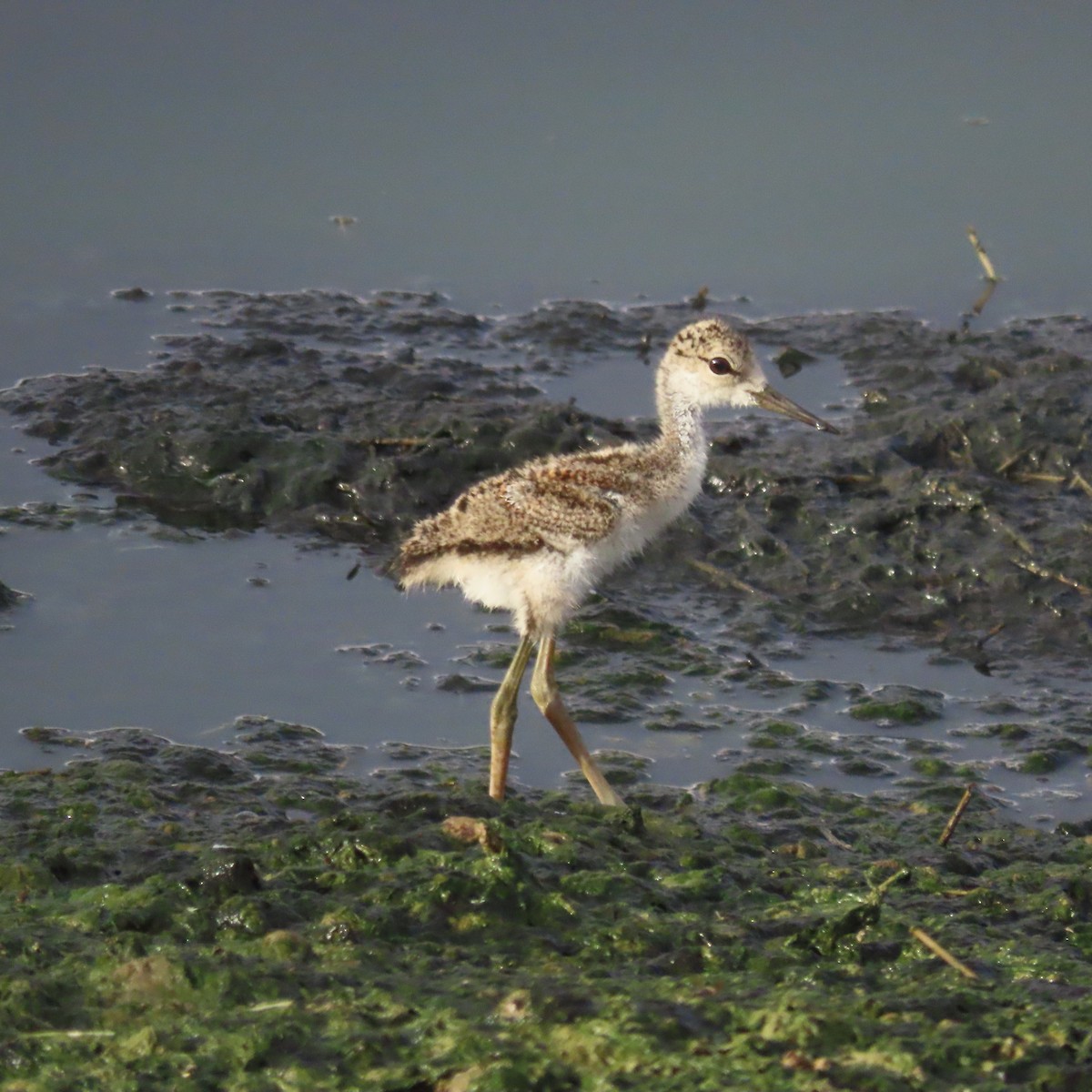 Black-necked Stilt - ML638373330