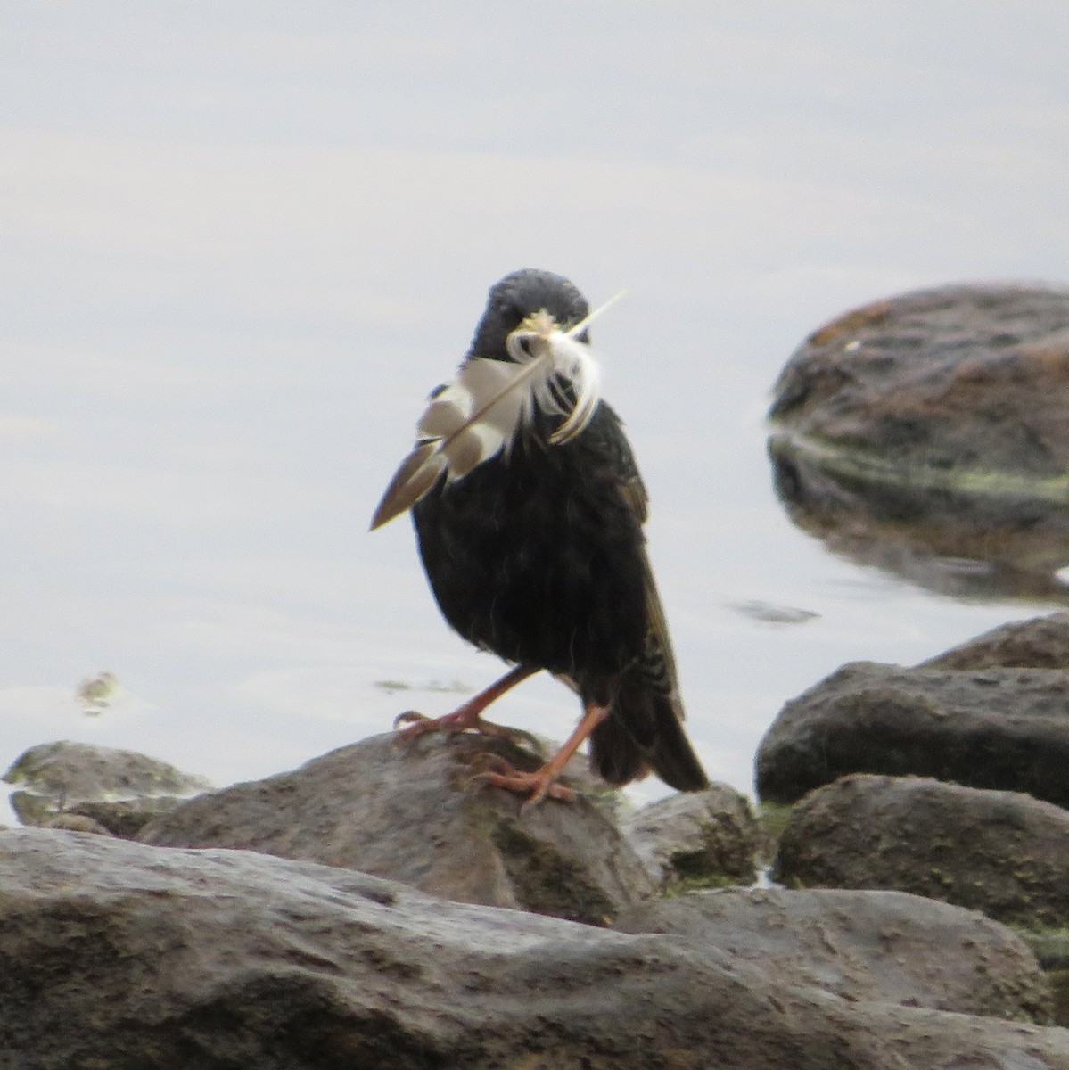 European Starling - ML638373350